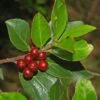 Rhamnus Alaternus - Alaterne -Naturelle Boutique Rhamnus alaternus 87333 1