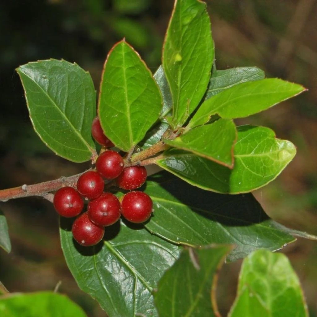 Rhamnus Alaternus - Alaterne 3 Rhamnus Alaternus - Alaterne