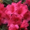 Rhododendron Anna Rose Whitney - Grand Rhododendron 2 Rhododendron Anna Rose Whitney - Grand Rhododendron -Naturelle Boutique Rhododendron Anna Rose Whitney 84280 1