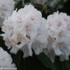Rhododendron Boddaertianum - Grand Rhododendron -Naturelle Boutique Rhododendron Boddaertianum 84278 1