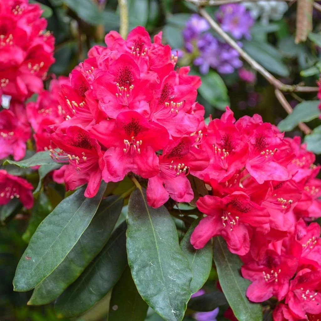 Rhododendron Elisabeth - Rhododendron Nain 3 Rhododendron Elisabeth - Rhododendron Nain