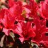 Rhododendron Elizabeth Red Foliage -Naturelle Boutique Rhododendron Elizabeth Red Foliage copyright 1001881 1