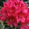 Rhododendron Inkarho Nova Zembla 1 Rhododendron Inkarho Nova Zembla -Naturelle Boutique Rhododendron Inkarho Nova Zembla 84264 1