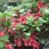 Azalée Du Japon Johanna - Rhododendron Hybride 1 Azalée Du Japon Johanna - Rhododendron Hybride -Naturelle Boutique Rhododendron Johanna 781701 1