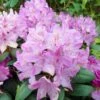 Rhododendron Roseum Elegans - Grand Rhododendron. -Naturelle Boutique Rhododendron Roseum Elegans 84270 1