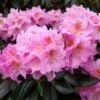 Rhododendron Scintillation -Naturelle Boutique Rhododendron Scintillation copyright 1008441 1