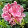 Rhododendron Hybride Janet Ward -Naturelle Boutique Rhododendron hybride Janet Ward 15355 1