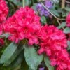 Rhododendron Hybride Lord Roberts -Naturelle Boutique Rhododendron hybride Lord Roberts 89064 1