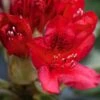 Rhododendron Hybride Red Jack -Naturelle Boutique Rhododendron hybride Red Jack 84268 1