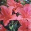Azalée Du Japon Nakaharai Orange - Azalea Japonica -Naturelle Boutique Rhododendron nakahara Orange 781702 2