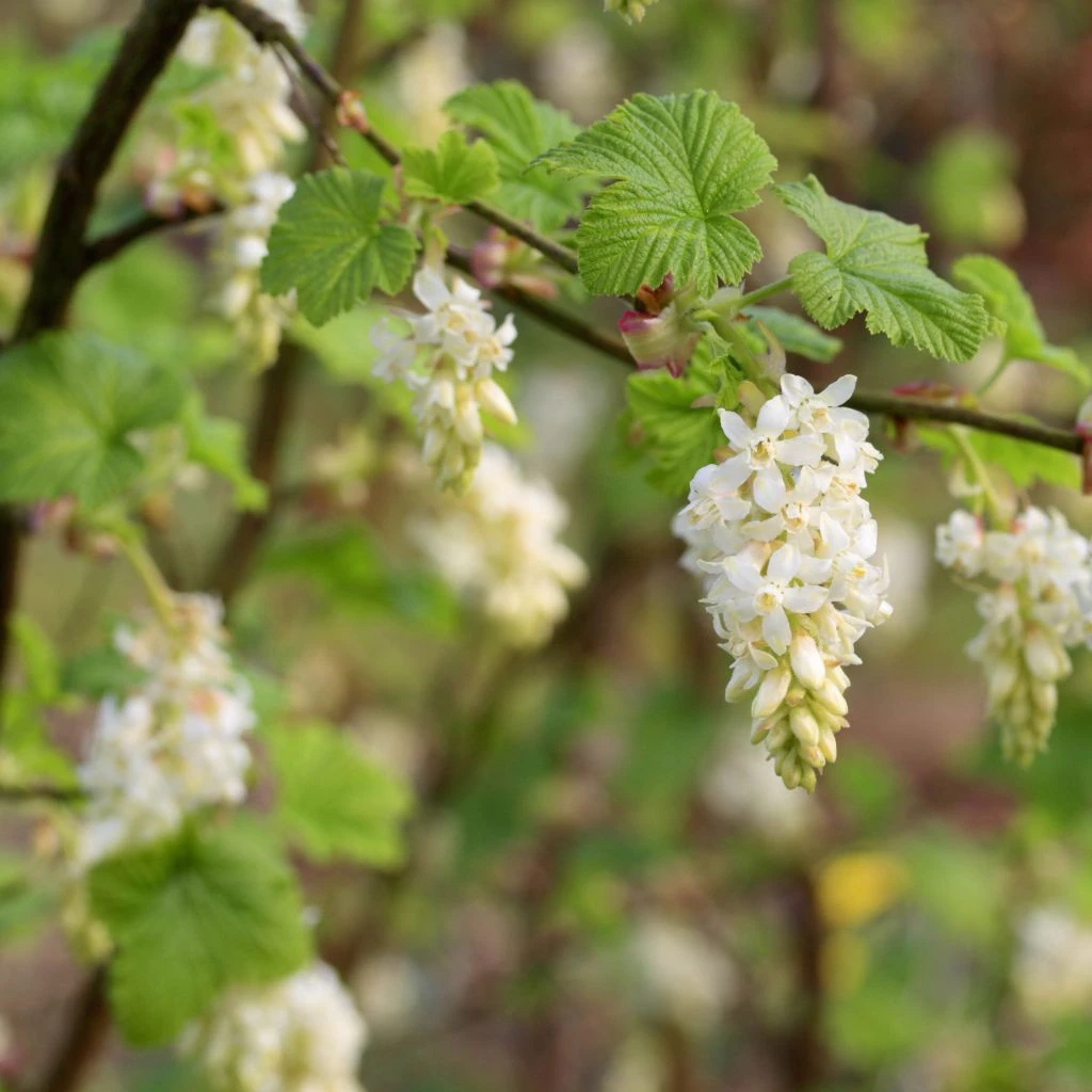 Ribes Sanguineum White Icicle - Groseillier à Fleurs Blanches 3 Ribes Sanguineum White Icicle - Groseillier à Fleurs Blanches