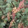 Ribes Gordonianum - Groseillier De Gordon 2 Ribes Gordonianum - Groseillier De Gordon -Naturelle Boutique Ribes x gordonianum 781951 1