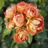 Rosier Bees Paradise Mango -Naturelle Boutique Rosier a fleurs groupees Bienenweide Mango IF 17976 1