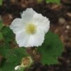 Rubus Tridel Benenden - Ronce D'ornement. -Naturelle Boutique Rubus Benenden 84295 1