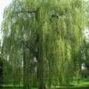 Saule Pleureur - Salix Alba Tristis -Naturelle Boutique Salix alba Tristis 781532 1