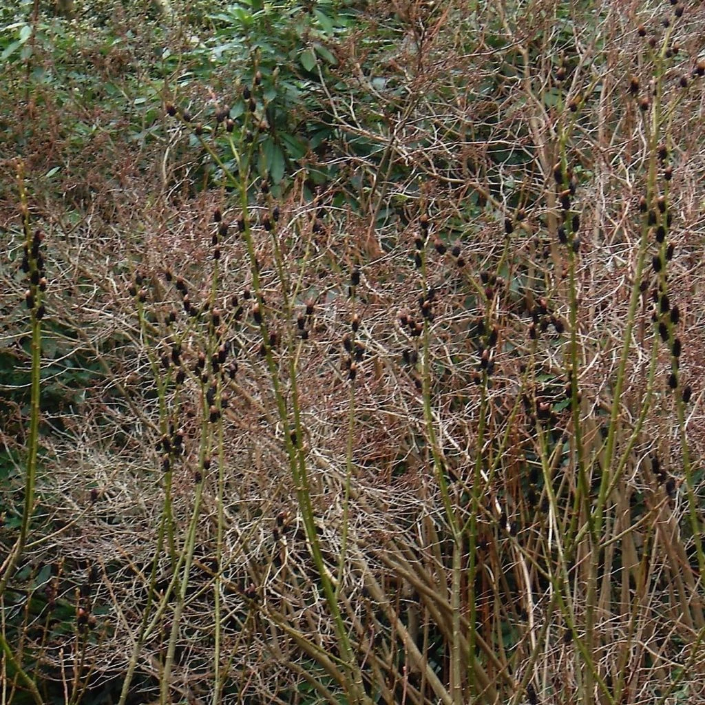 Saule Griffe De Loup - Salix Gracilistyla 3 Saule Griffe De Loup - Salix Gracilistyla