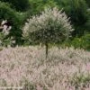 Saule Crevette - Salix Integra Flamingo 1 Saule Crevette - Salix Integra Flamingo -Naturelle Boutique Salix integra Flamingo copyright Plantipp D.Slingerland 1002092 P
