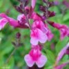 Sauge Arbustive Icing Sugar - Salvia Greggii 2 Sauge Arbustive Icing Sugar - Salvia Greggii -Naturelle Boutique Salvia greggii Icing Sugar 79018 1