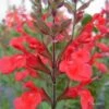 Sauge Arbustive Flammenn ® - Salvia Jamensis -Naturelle Boutique Salvia jamensis flammen 7787 1