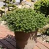 Sapin De Corée Nain - Abies Koreana Green Carpet -Naturelle Boutique Sapin de Coree nain Abies koreana Green Carpet IF 19050 1