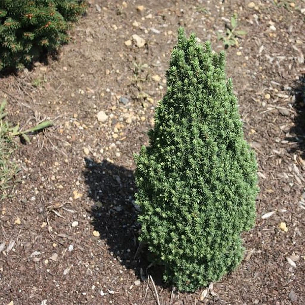 Epinette Blanche - Picea Glauca Piccolo 3 Epinette Blanche - Picea Glauca Piccolo