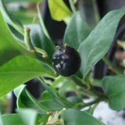 Sarcococca Confusa