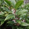 Sarcococca Orientalis - Sarcocoque D'Orient -Naturelle Boutique Sarcococca orientalis 82225 1
