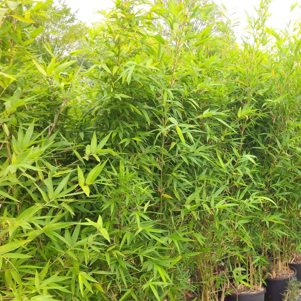 Semiarundinaria Makinoi - Bambou Moyen 3 Semiarundinaria Makinoi - Bambou Moyen