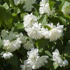 Seringat Minnesota Snowflake - Philadelphus Virginalis