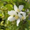 Seringat - Philadelphus Polyanthus Mont Blanc 2 Seringat - Philadelphus Polyanthus Mont Blanc -Naturelle Boutique Seringat Philadelphus polyanthus Mont Blanc V 18306 1