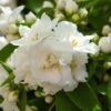 Seringat Blanc - Philadelphus Mrs E.L. Robinson -Naturelle Boutique Seringat blanc Philadelphus Mrs E L Robinson copyright 1007551 1