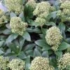 Skimmia Japonica Fragrant Cloud 2 Skimmia Japonica Fragrant Cloud -Naturelle Boutique Skimmia japonica Fragrant Cloud 87344 1