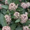 Skimmia Japonica Godrie's Dwarf - Skimmia Du Japon Nain -Naturelle Boutique Skimmia japonica Godrie s Dwarf copyright 873451 1