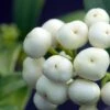 Skimmia Japonica Kew White -Naturelle Boutique Skimmia japonica Kew White 87346 1