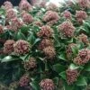 Skimmia Japonica Pink Dwarf -Naturelle Boutique Skimmia japonica Pink Dwarf 100857 1
