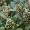 Skimmia Japonica Kew Green -Naturelle Boutique Skimmia kew green ld TheJRB 7844 1