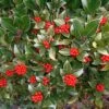 Skimmia Reevesiana -Naturelle Boutique Skimmia reevesiana 781805 1