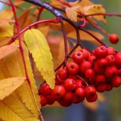 Sorbier Des Oiseleurs - Sorbus Aucuparia Sheerwater Seedling