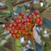 Sorbus Aria - Alisier Blanc 1 Sorbus Aria - Alisier Blanc -Naturelle Boutique Sorbus aria 89448 1