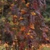 Sorbus Aucuparia Autumn Spire - Sorbier Des Oiseleurs 2 Sorbus Aucuparia Autumn Spire - Sorbier Des Oiseleurs -Naturelle Boutique Sorbus aucuparia Autumn Spire 89243 1