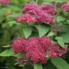 Spirée Japonaise Double Play Red - Spiraea Japonica 1 Spirée Japonaise Double Play Red - Spiraea Japonica -Naturelle Boutique Spiraea japonica Double Play Red 82556 1