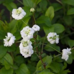 Spiraea Prunifolia Plena - Spirée Blanche
