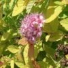 Spirée Japonaise Golden Princess - Spiraea Japonica -Naturelle Boutique Spirea Japonica golden princess 7604 1