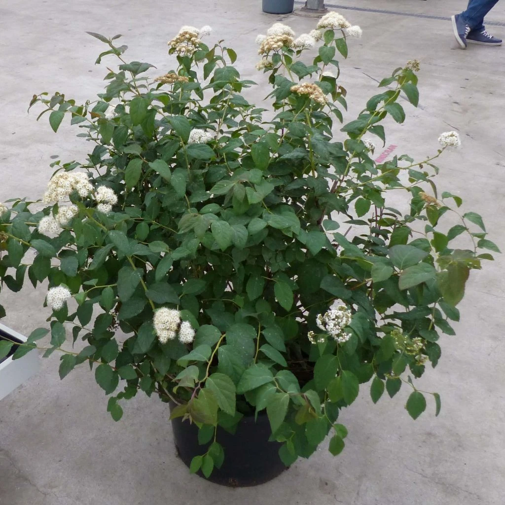 Spirée Double Play Blue Kazoo - Spiraea Japonica 3 Spirée Double Play Blue Kazoo - Spiraea Japonica