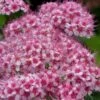 Spirée Japonaise Sparkling Champagne - Spiraea Japonica -Naturelle Boutique Spiree japonaise Sparkling Champagne 84329 2