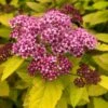 Spirée Japonaise - Spiraea Japonica Double Play Big Bang 2 Spirée Japonaise - Spiraea Japonica Double Play Big Bang -Naturelle Boutique Spiree japonaise spiraea japonica double play big bang copyright 1008611 1