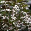 Styrax Japonica Evening Light - Styrax Japonais 1 Styrax Japonica Evening Light - Styrax Japonais -Naturelle Boutique Styrax japonica Evening Light 84336 1