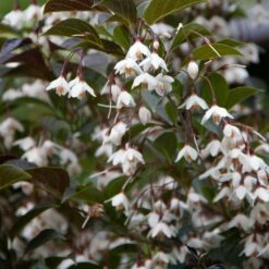 Styrax Japonica Evening Light - Styrax Japonais