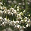 Styrax Japonica Fargesii - Styrax Japonais -Naturelle Boutique Styrax japonica Fargesii copyright 16700 1