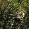 Styrax Japonica Fragrant Fountain -Naturelle Boutique Styrax japonica Fragrant Fountain IF 1008662 1